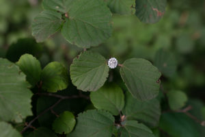 Atlanta Engagement Pictures, Atlanta Engagement Photos, Roswell GA Wedding Photographer, Atlanta Wedding Photographer, Roswell Wedding Photographer, Georgia Wedding Photographer, Wedding Photographer Atlanta, Woodstock Wedding Photographer, Alpharetta Wedding Photographer, North Georgia Wedding Photographer, Engagement Photos Atlanta, Atlanta Engagement Picture Locations, Atlanta Engagement Photos, Piedmont Park Engagement Pictures, Piedmont Park Engagement, Piedmont Park Engagement Photos
