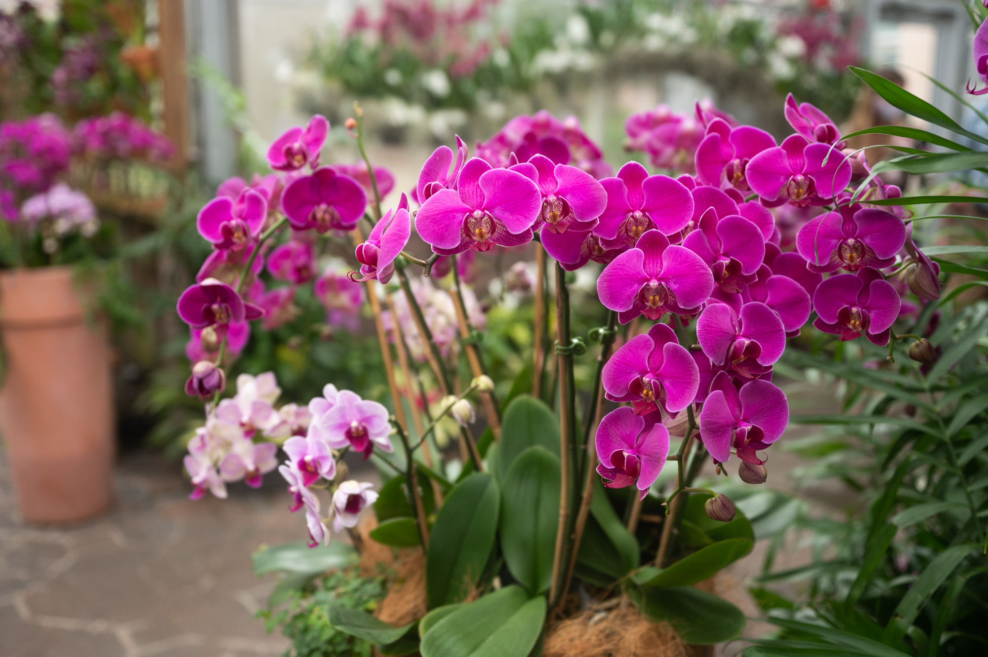 orchid daze at atlanta botanical gardens