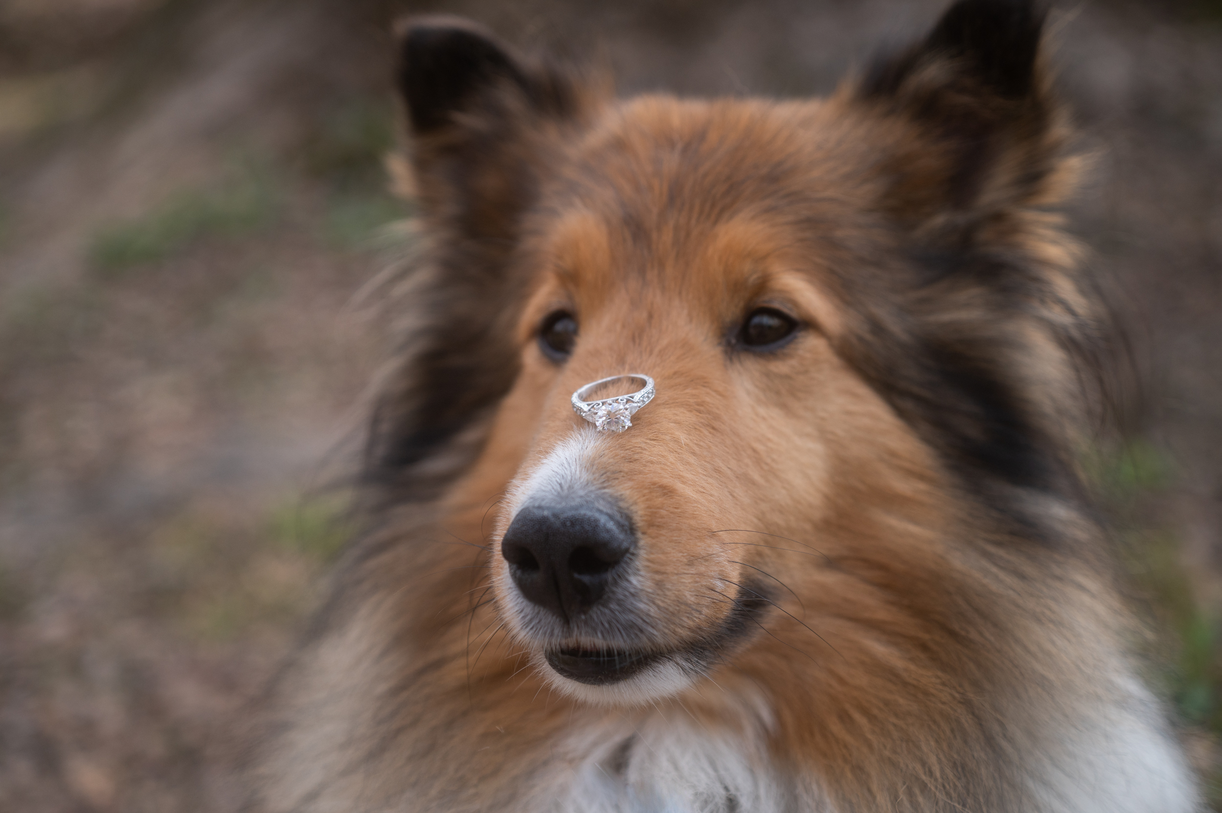 dog with ring on nose