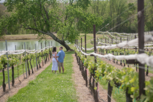 Montaluce winery proposal