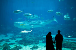 Atlanta proposal photographer, Atlanta proposal photography, best Atlanta proposal photographer, Atlanta proposal location, Atlanta proposal, Georgia Aquarium proposal, Georgia Aquarium proposal photographer, Georgia Aquarium engagement photos, Georgia Aquarium engagement