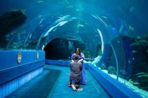 Atlanta proposal photographer, Atlanta proposal photography, best Atlanta proposal photographer, Atlanta proposal location, Atlanta proposal, Georgia Aquarium proposal, Georgia Aquarium proposal photographer, Georgia Aquarium engagement photos, Georgia Aquarium engagement